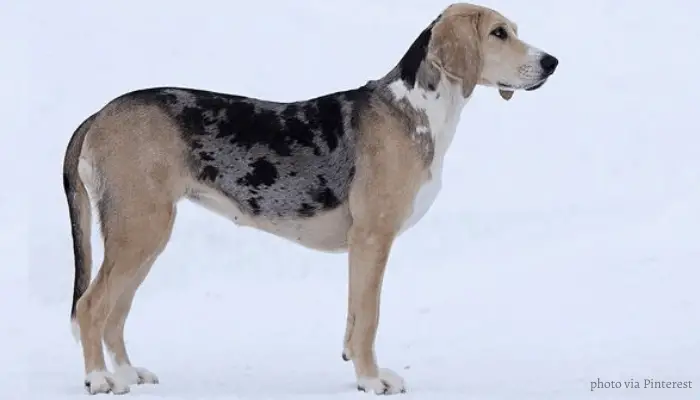 7 Tenacious Norwegian Dog Breeds (ALL DOGS FROM NORWAY) 19 Norwegian hound standing in the icy road
