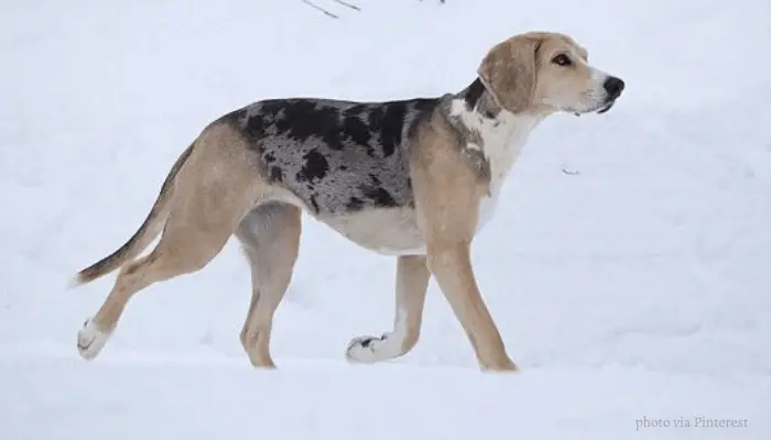 7 Tenacious Norwegian Dog Breeds (ALL DOGS FROM NORWAY) 17 Norwegian hound in a dog show