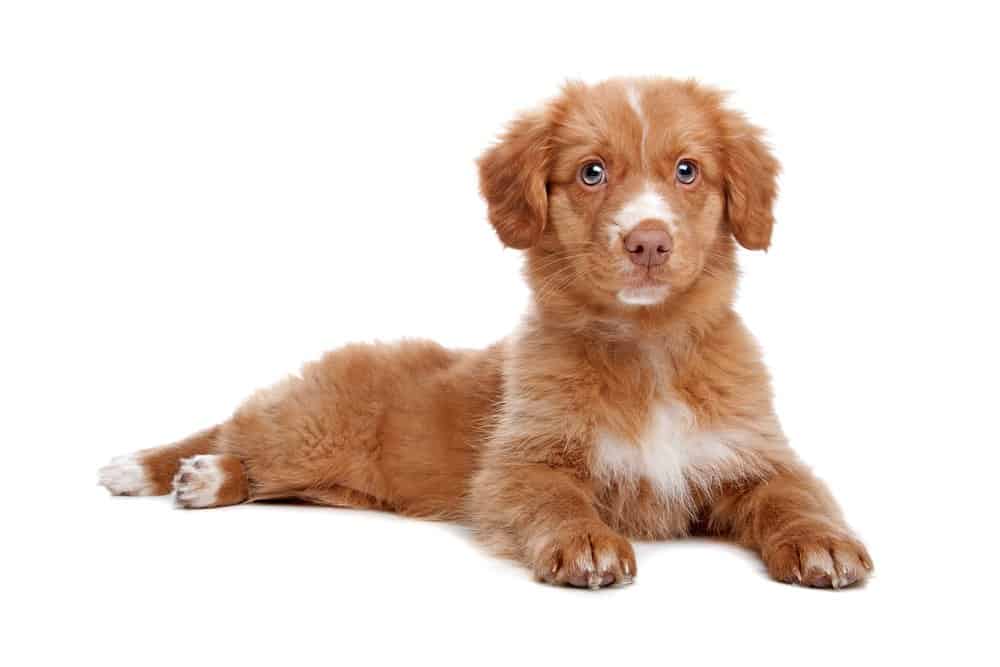 7 Famous Canadian Dog Breeds List | Dog Breeds FAQ 6 Nova Scotia Duck Tolling Retriever puppy photographed on white background