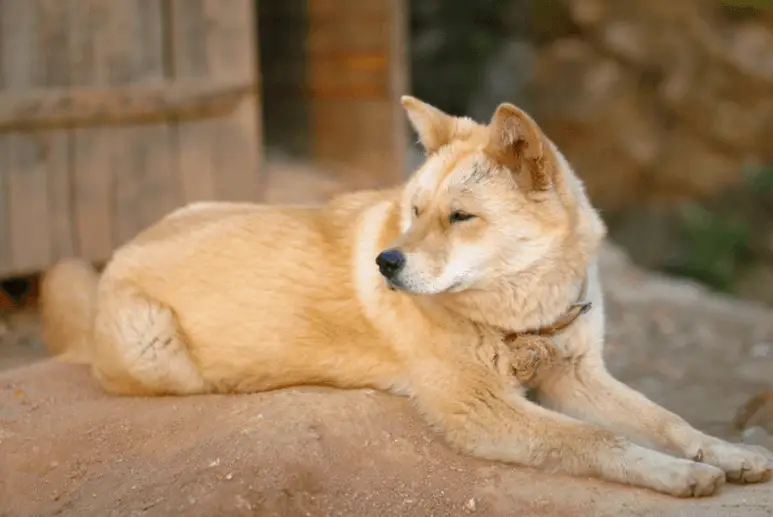 Nureongi dog breed lying on the ground looking to the right