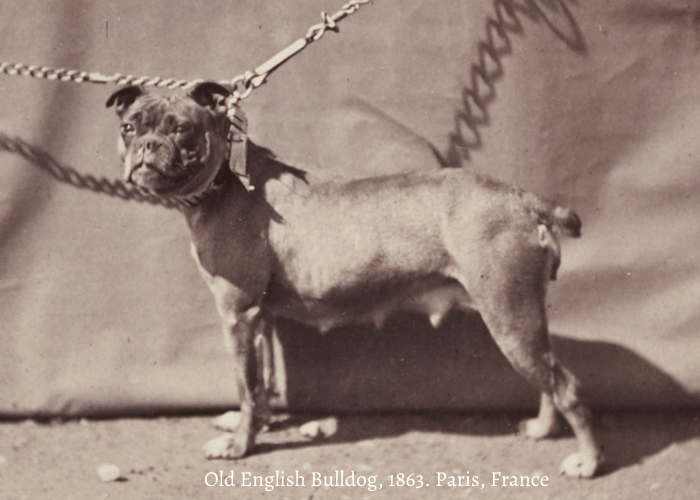 Old English Bulldog photo, 1863. Paris, France