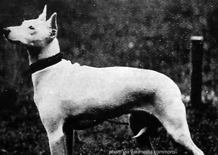 65 British Dog Breeds 38 Old English Terrier