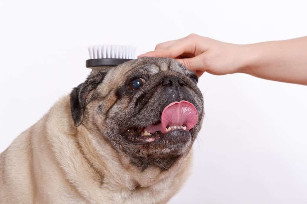 Pug Dog Breed Complete Information 10 Owner brushing a pug's coat