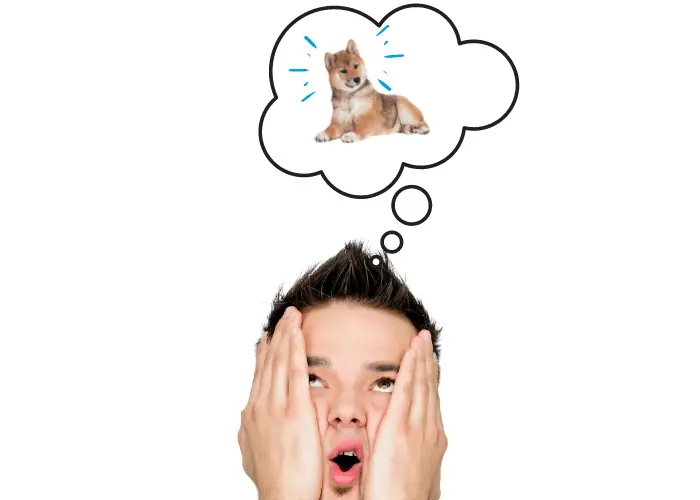 What is a Shiba Inu Scream? 5 Owner telling shiba inu to stop screaming