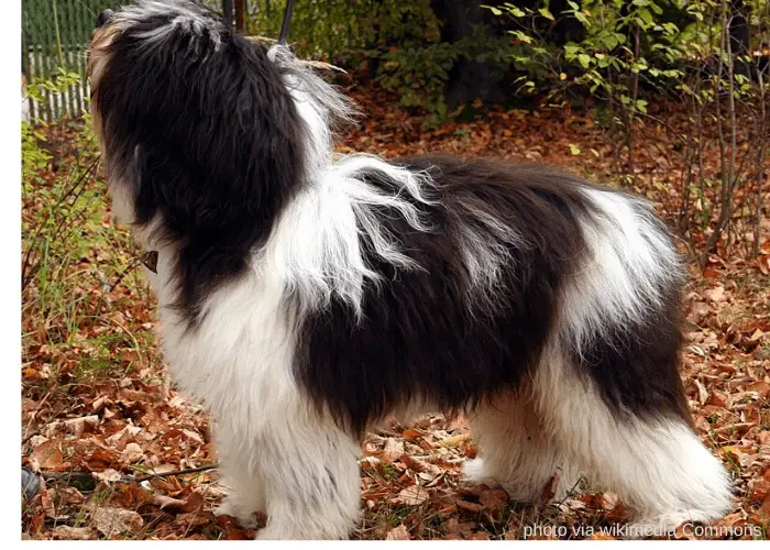 5 Polish Dog Breeds (ALL DOGS FROM POLAND) 9 POLISH LOWLAND SHEEPDOG in the backyard