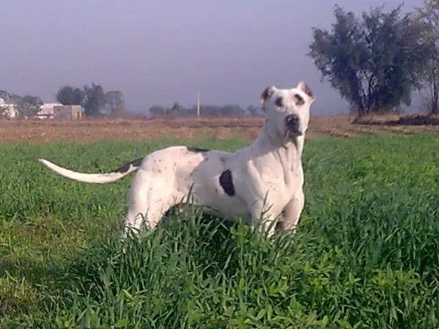 Pakistani Mastiff standing in the tall grass