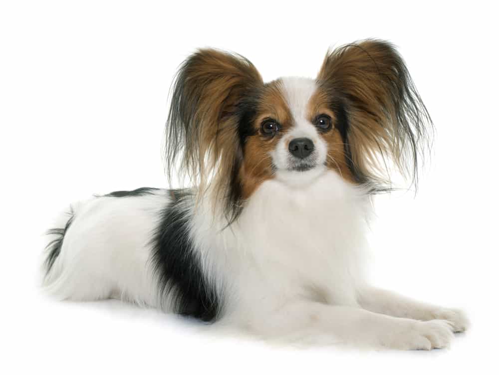 what is the smallest smartest dog