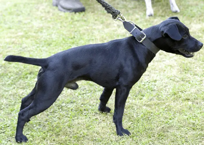 65 British Dog Breeds 41 Patterdale Terrier on leash at the park