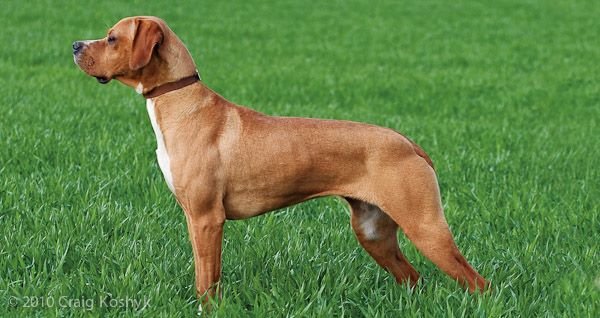 Perdigueiro Galego dog in the park