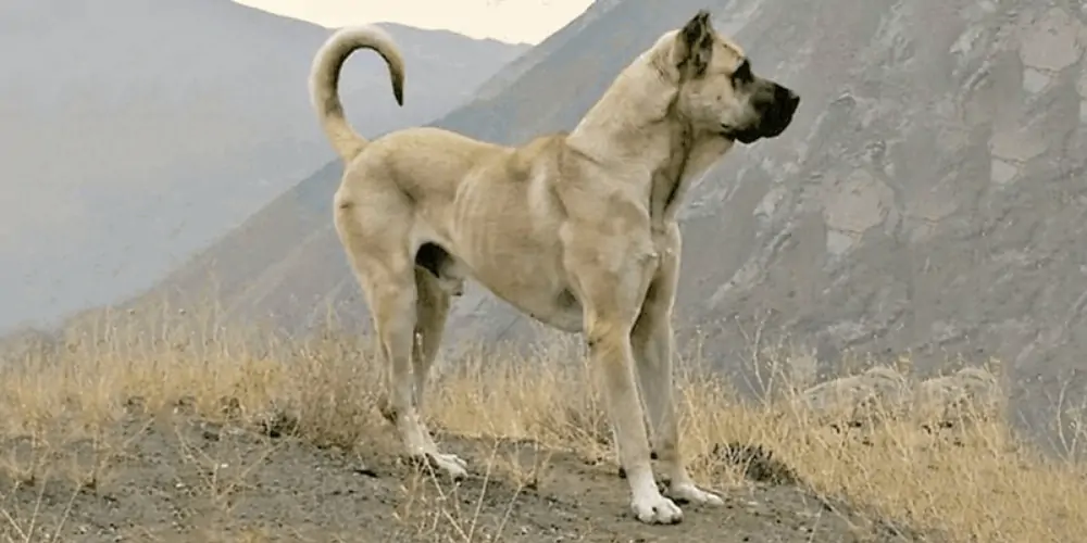 The Sarabi Dog: A Breed of Unmatched Loyalty and Protection 1