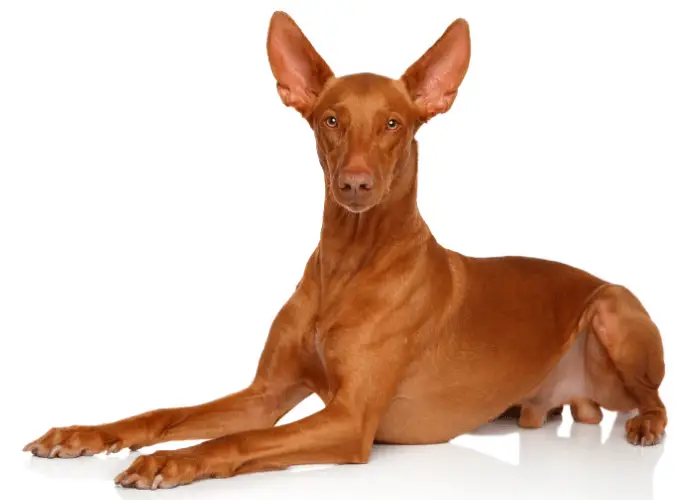 9 Dogs that Look Like Dobermans 9 Pharaoh Hounds sitting on a white background