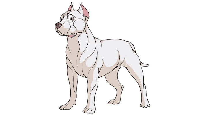 Pit Bull-koirarotu kuvaus