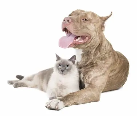 Why Do Pit Bulls Like to Sleep Under Blankets? 5 pit bull and a cat on white background