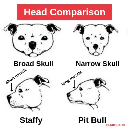 Staffy Colours Chart