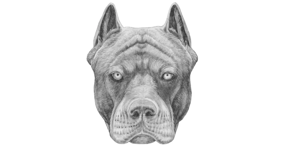 Pit bull breed drawing