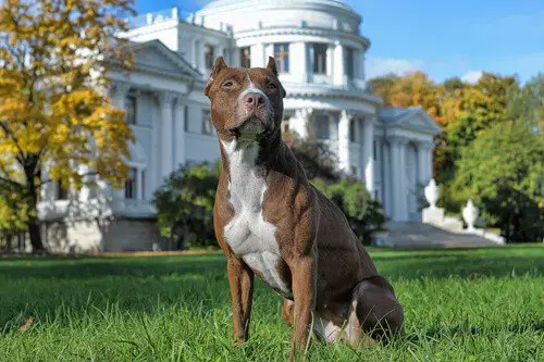 Will A Pit Bull Protect Its Owner? 2 Pit bull guarding a house and its property