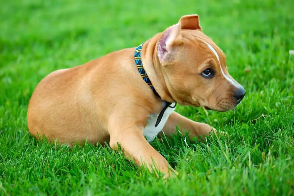 Pit bull puppy with ears standing up on the green grass