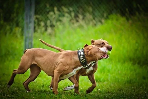 Can A Pit Bull And Rottweiler Live Together? 2 2 pit bulls playing fetch a ball