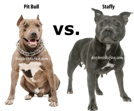 Pit bull versus Staffy Comparison