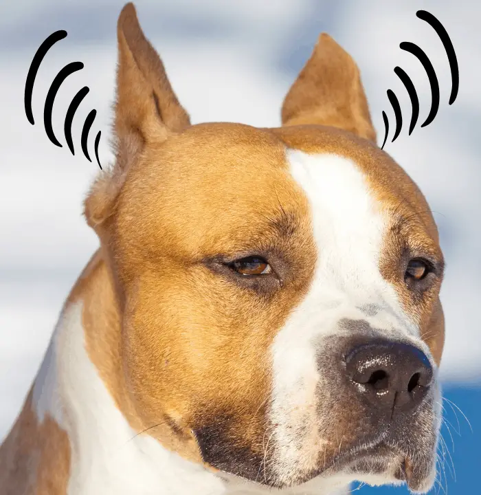 7 Reasons Why Pit Bull's Ears Stand Up 7 Pit bull with ear sound waves