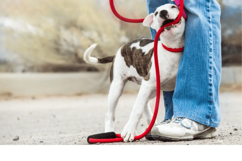 PitBull Terrier training image