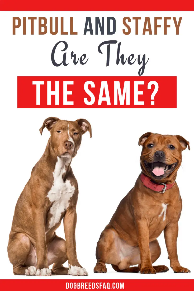 difference between staffordshire bull terrier and pitbull