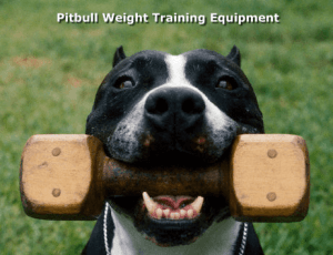 weights being carried by a pit bull in his mouth