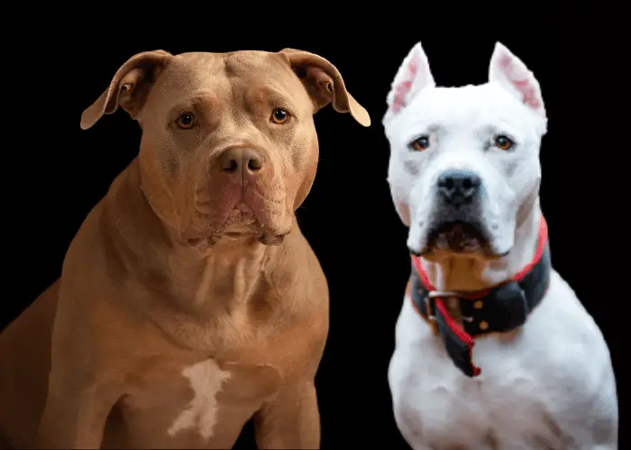 Pitbulls with uncropped and cropped ears