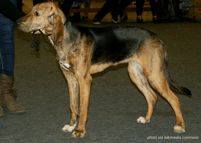 Plott Hound during a dog show