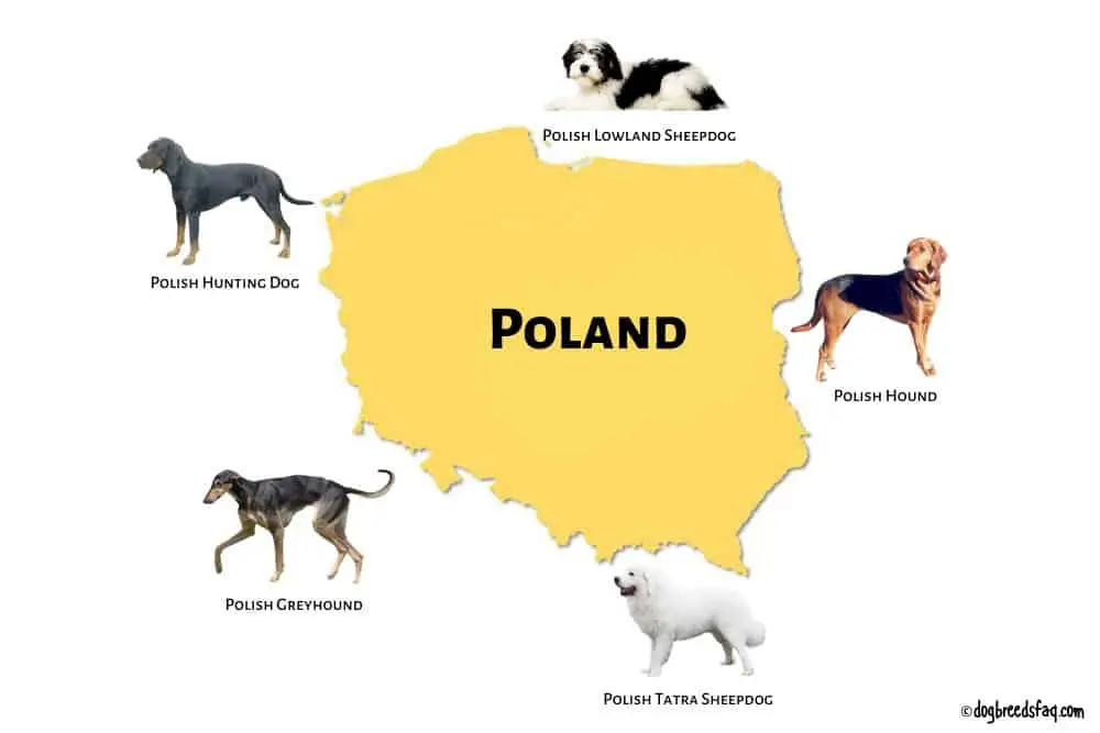 5 Polish Dog Breeds illustration