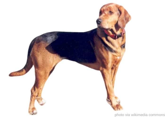 5 Polish Dog Breeds (ALL DOGS FROM POLAND) 4 Polish Hound on white background