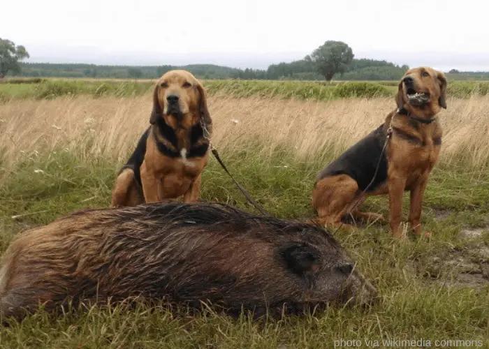 5 Polish Dog Breeds (ALL DOGS FROM POLAND) 5 2 Polish Hounds hunted wild boar