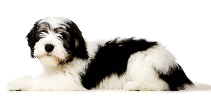 5 Polish Dog Breeds (ALL DOGS FROM POLAND) 8 Polish Lowland Sheepdog lying on white background