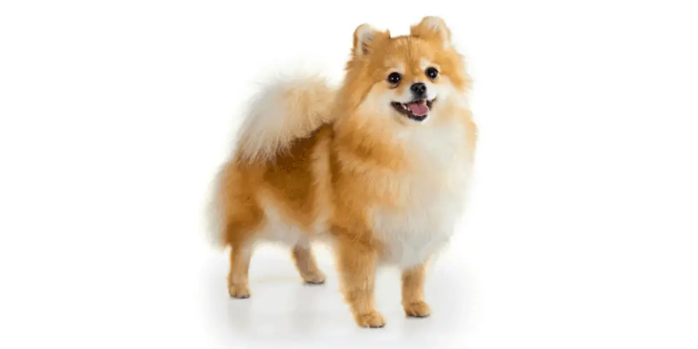 Pomeranian dog breed on white background
