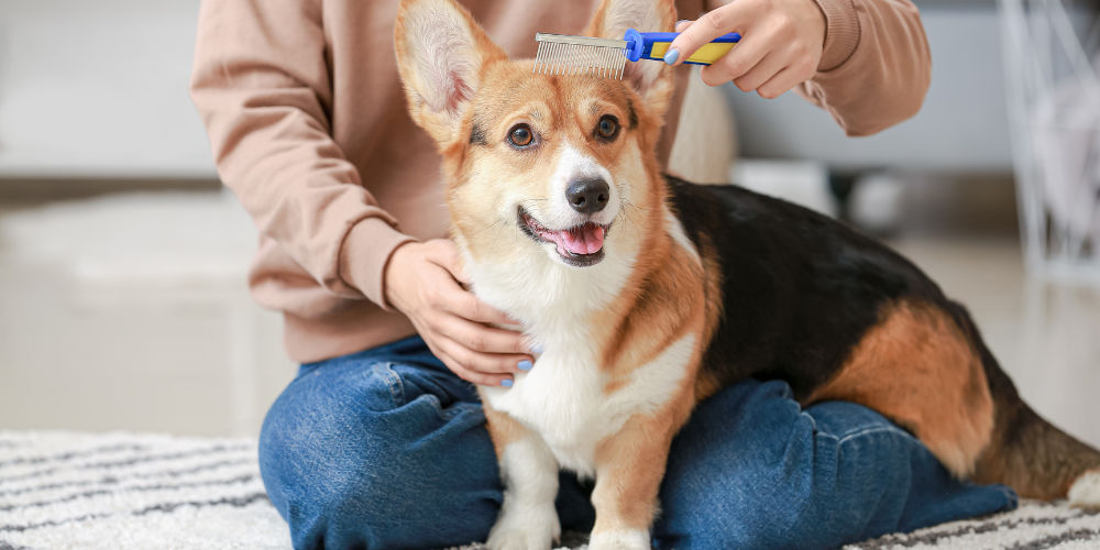 Pros and Cons of Being a Guardian Dog Owner article featured image