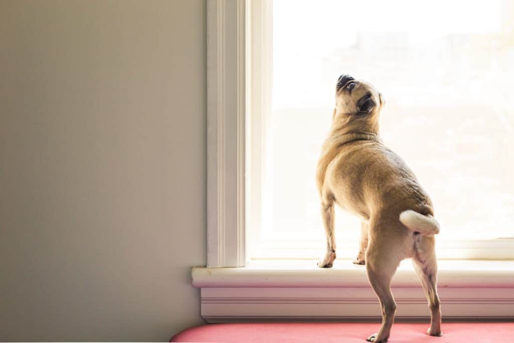 Pug Looking out at Window