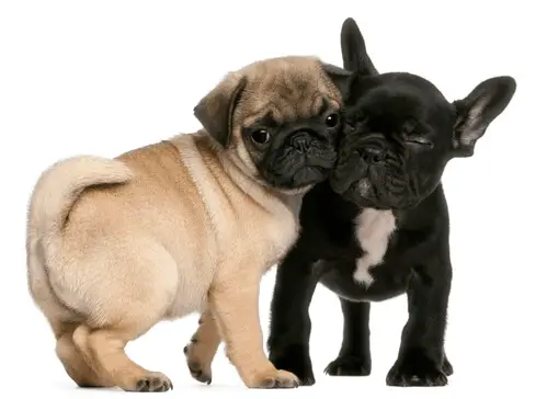 What Dog Breeds Would You Never Own? 3 Pug and french bulldog puppy hugging on white background