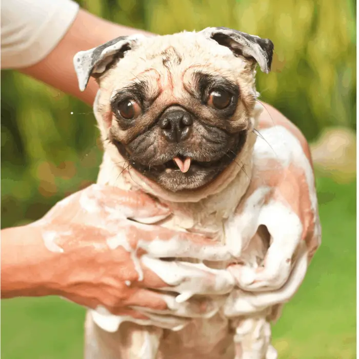 Pug having a bath