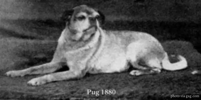 RETRO Pug: The Facts Behind the Face 3 Pug in 1880 image