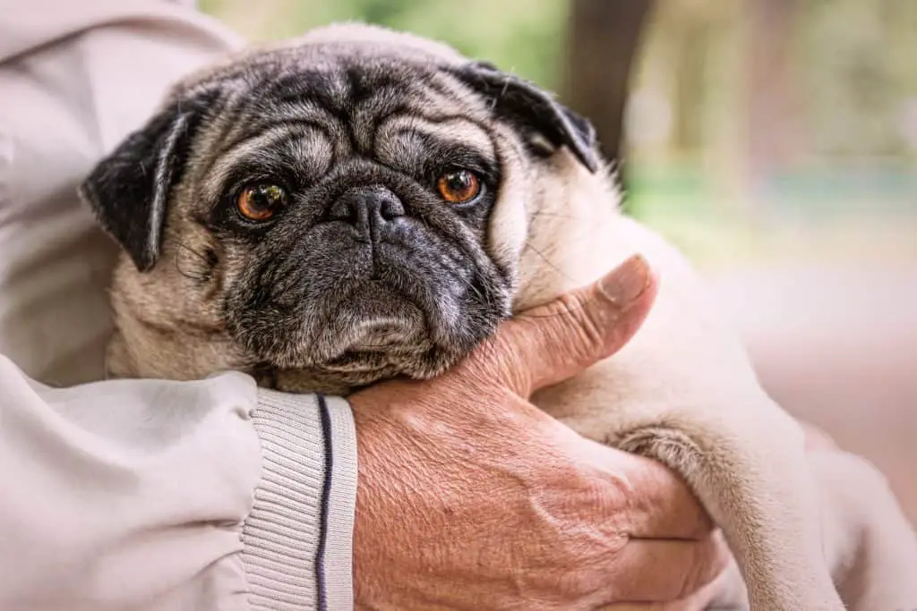 Do Lazy Pugs Shed (Or Not)? 3 Pug in owner's hand