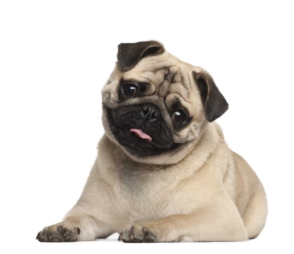 17 Pros And (Cons) Of Owning A Pug | Dog Breeds FAQ