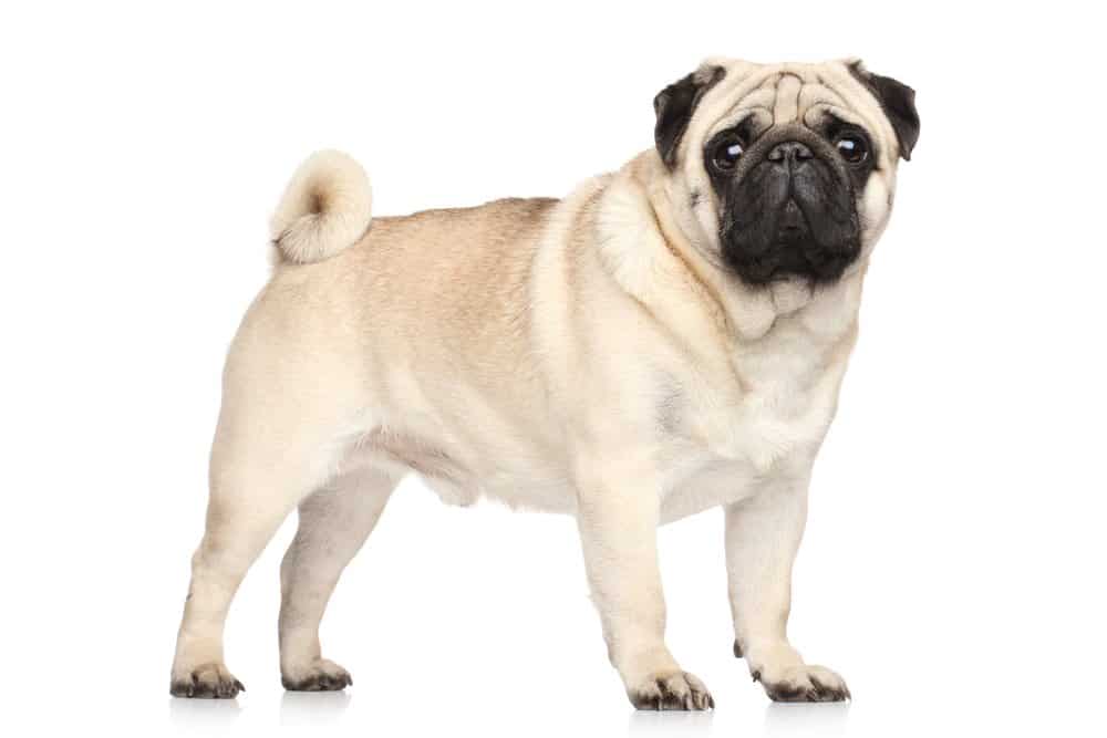 my pug sheds a lot what can i do