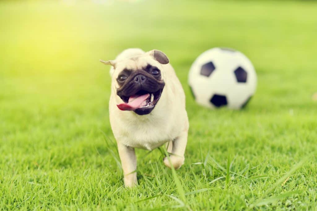 17 Pros And (Cons) Of Owning A Pug 4 Pug playing on the lawn