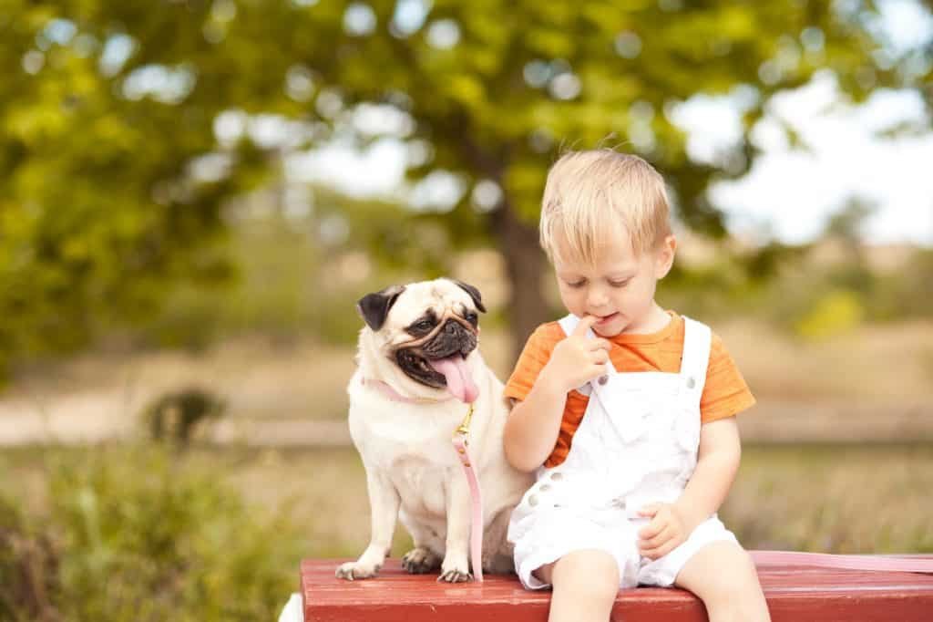 17 Pros And (Cons) Of Owning A Pug 8 Pug sitting with a kid