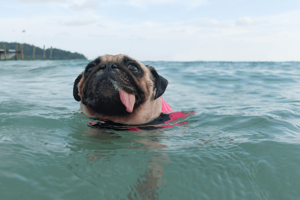 Pug swimming in the beach