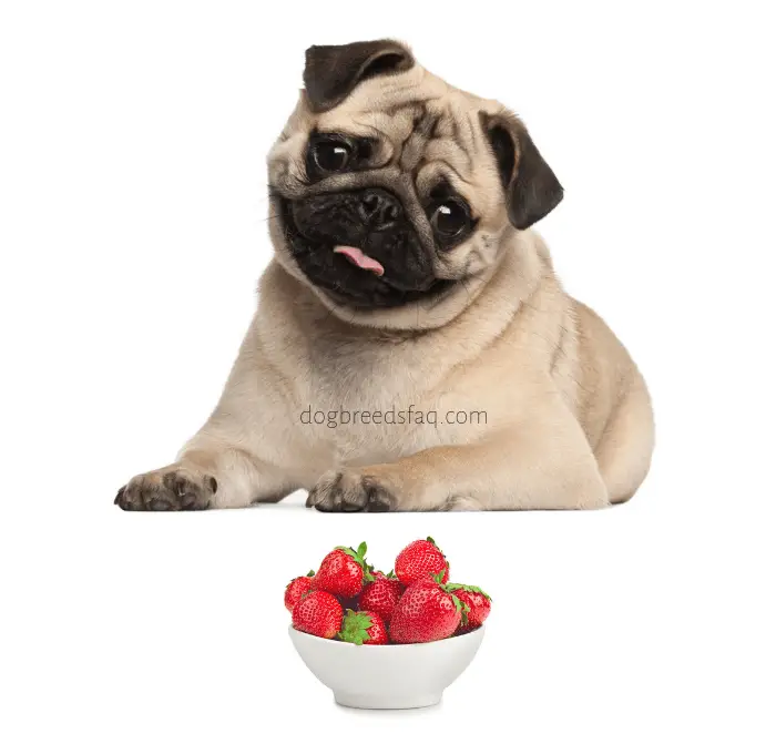 Pug with a bowl of strawberries