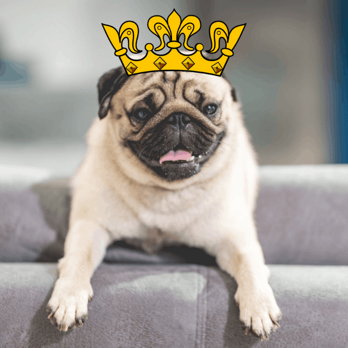 17 Pros And (Cons) Of Owning A Pug 9 Pug with a yellow crown