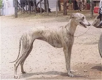 Rampur greyhound