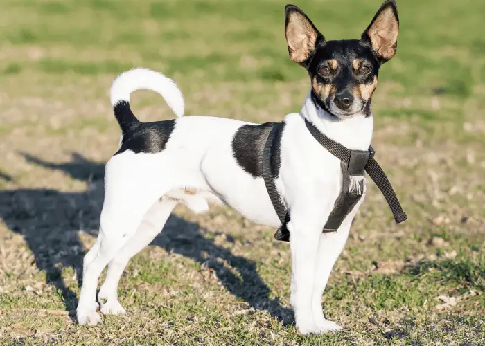 Rat Terrier with leash standing on the lawn