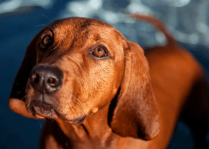 43 Popular United States Dog Breeds 34 Redbone Coonhound close up photo